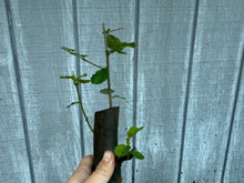 Load image into Gallery viewer, Chinese Quince #1