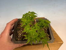 Load image into Gallery viewer, Shishigashira Japanese Maple 008