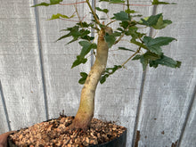 Load image into Gallery viewer, Trident Maple #2