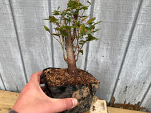 Load image into Gallery viewer, Zelkova, Japanese Grey Bark Elm #5