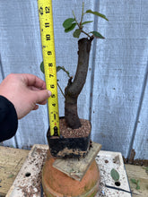 Load image into Gallery viewer, Chinese Quince #4