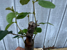 Load image into Gallery viewer, Chinese Quince #5