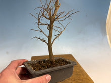 Load image into Gallery viewer, Zelkova, Japanese Grey Bark Elm 008