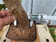 Load image into Gallery viewer, Trident Maple #34