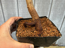 Load image into Gallery viewer, Trident Maple #29