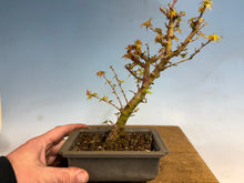 Load image into Gallery viewer, Kotohime Japanese Maple-006-air layer