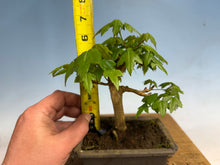 Load image into Gallery viewer, Trident Maple 012