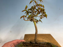 Load image into Gallery viewer, Japanese Maple 005