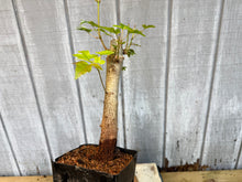 Load image into Gallery viewer, Trident Maple #25