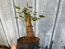 Load image into Gallery viewer, Trident Maple #4
