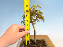 Load image into Gallery viewer, Japanese Maple 005