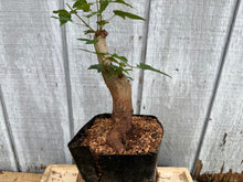 Load image into Gallery viewer, Trident Maple #32