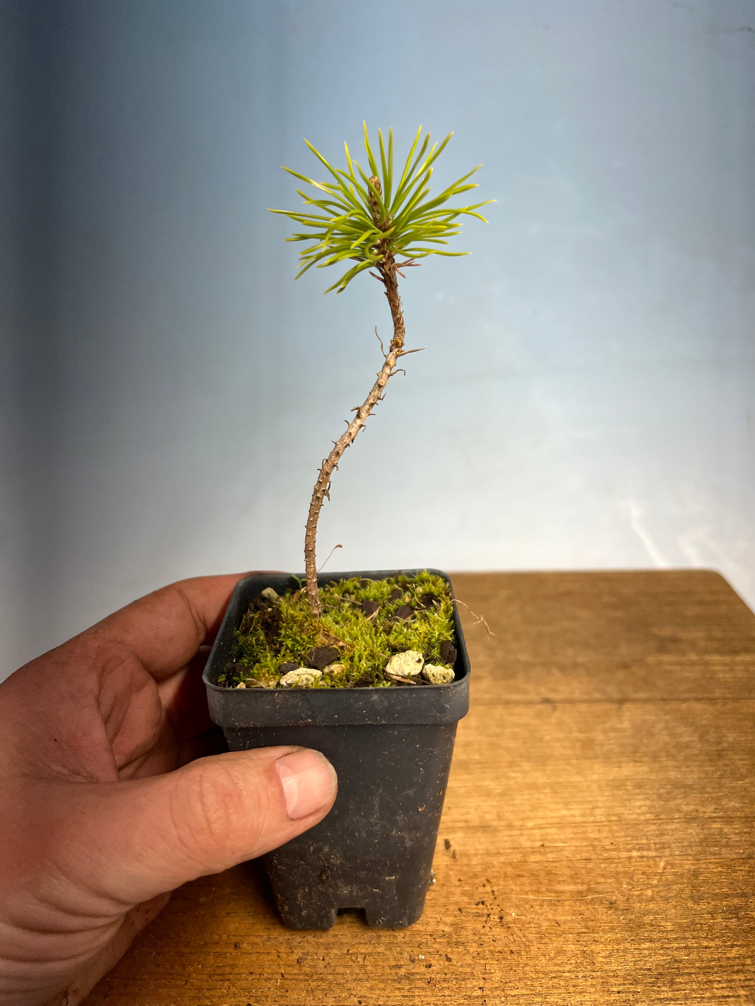 bonsai pine cone Japanese Black Pine – Kaede Bonsai-en