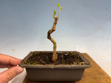 Load image into Gallery viewer, Beautyberry-002