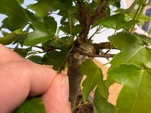 Load image into Gallery viewer, Trident Maple 024