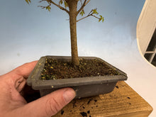 Load image into Gallery viewer, Zelkova, Japanese Grey Bark Elm 011