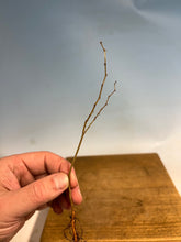 Load image into Gallery viewer, Zelkova Serrata, Japanese Grey Bark Elm- Standard 6-10”