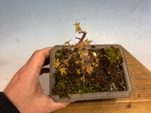 Load image into Gallery viewer, Kotohime Japanese Maple-005