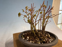 Load image into Gallery viewer, Japanese Maple Clump 002 13 Trees
