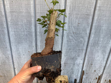 Load image into Gallery viewer, Trident Maple #12
