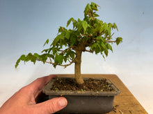 Load image into Gallery viewer, Trident Maple 010