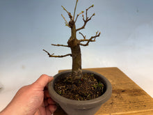 Load image into Gallery viewer, Chinese Quince 004
