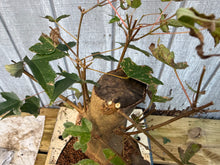 Load image into Gallery viewer, Trident Maple #19