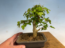 Load image into Gallery viewer, Trident Maple 027
