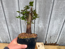 Load image into Gallery viewer, Zelkova, Japanese Grey Bark Elm #1