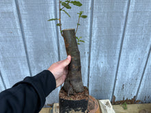 Load image into Gallery viewer, Chinese Quince #1
