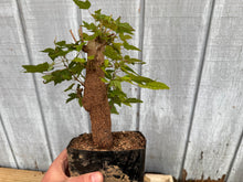 Load image into Gallery viewer, Trident Maple #35