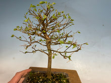 Load image into Gallery viewer, Chinese Hackberry, Celtis 002