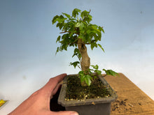 Load image into Gallery viewer, Trident Maple 009