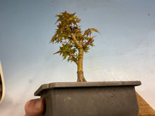 Load image into Gallery viewer, Kotohime Japanese Maple-008