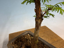 Load image into Gallery viewer, Dawn Redwood 005