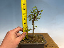 Load image into Gallery viewer, Chinese Hackberry, Celtis 005