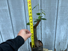 Load image into Gallery viewer, Chinese Quince #5