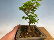 Load image into Gallery viewer, Shishigashira Japanese Maple 012