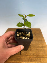 Load image into Gallery viewer, Princess Persimmon-Large