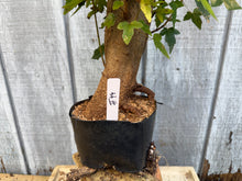 Load image into Gallery viewer, Trident Maple #44