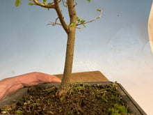 Load image into Gallery viewer, Chinese Hackberry, Celtis 004