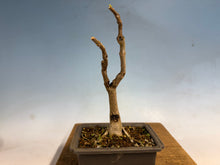 Load image into Gallery viewer, Japanese Wisteria 003