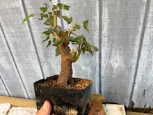 Load image into Gallery viewer, Trident Maple #18