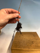 Load image into Gallery viewer, Korean Hornbeam Bare Root- Large 6-10”+