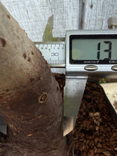 Load image into Gallery viewer, Zelkova, Japanese Grey Bark Elm #15