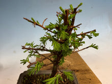 Load image into Gallery viewer, Dawn Redwood 003