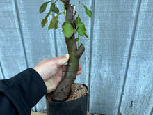 Load image into Gallery viewer, Chinese Quince #3