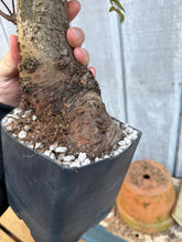 Load image into Gallery viewer, Chinese Elm #1