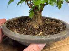 Load image into Gallery viewer, Trident Maple 020
