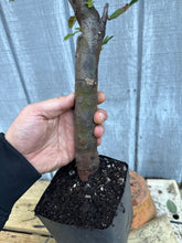 Load image into Gallery viewer, Chinese Quince #7